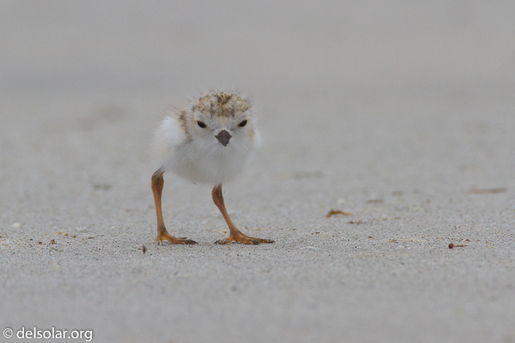 Canon EOS 7D  --  500 mm  --  EF500mm f/4L IS USM  