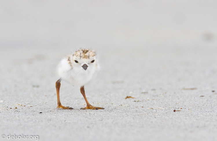 Canon EOS 7D  --  500 mm  --  EF500mm f/4L IS USM  