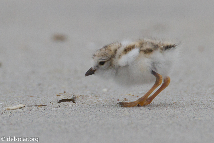 Canon EOS 7D  --  500 mm  --  EF500mm f/4L IS USM  