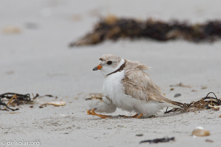 Canon EOS 7D  --  500 mm  --  EF500mm f/4L IS USM  