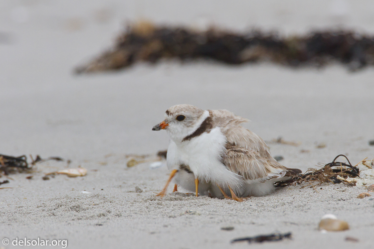 Canon EOS 7D  --  500 mm  --  EF500mm f/4L IS USM  