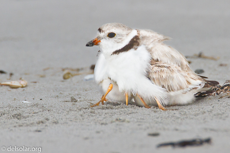 Canon EOS 7D  --  500 mm  --  EF500mm f/4L IS USM  