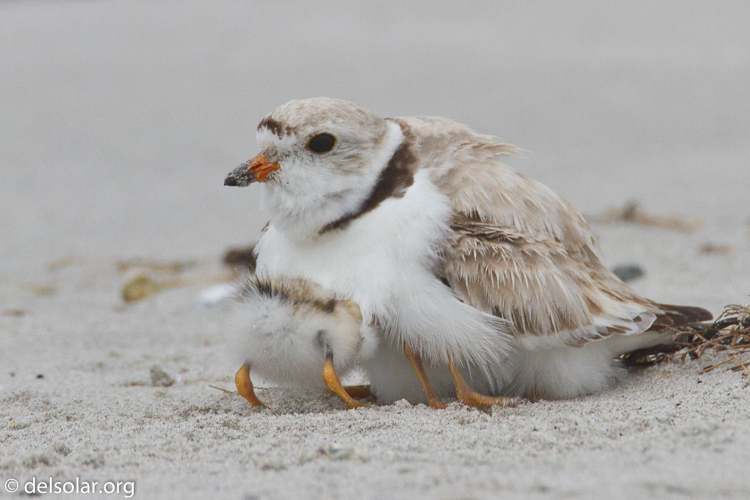 Canon EOS 7D  --  500 mm  --  EF500mm f/4L IS USM  
