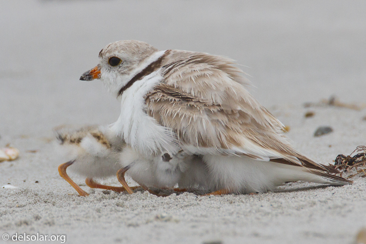 Canon EOS 7D  --  500 mm  --  EF500mm f/4L IS USM  