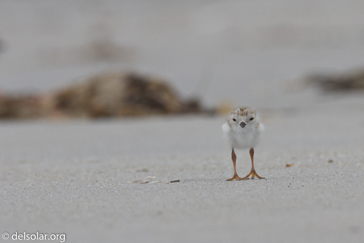 Canon EOS 7D  --  500 mm  --  EF500mm f/4L IS USM  