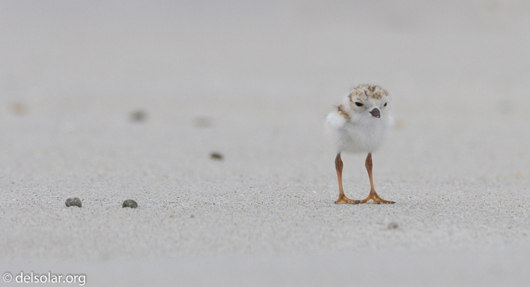 Canon EOS 7D  --  500 mm  --  EF500mm f/4L IS USM  