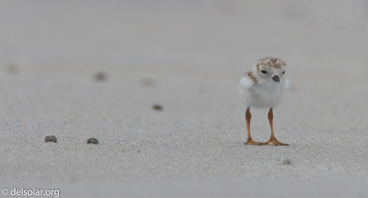 Canon EOS 7D  --  500 mm  --  EF500mm f/4L IS USM  