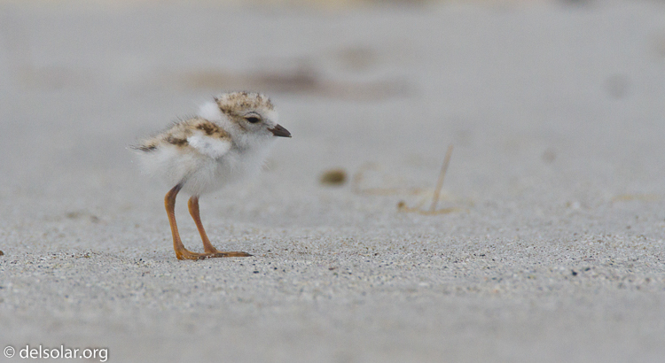 Canon EOS 7D  --  500 mm  --  EF500mm f/4L IS USM  