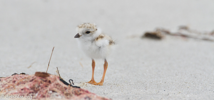 Canon EOS 7D  --  500 mm  --  EF500mm f/4L IS USM  