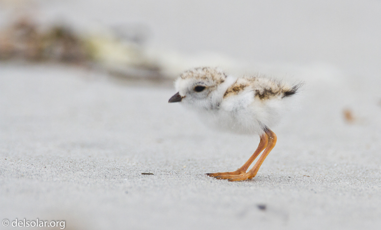 Canon EOS 7D  --  500 mm  --  EF500mm f/4L IS USM  