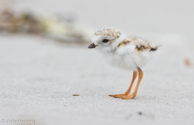 Canon EOS 7D  --  500 mm  --  EF500mm f/4L IS USM  