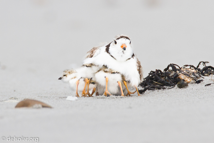 Canon EOS 7D  --  500 mm  --  EF500mm f/4L IS USM  