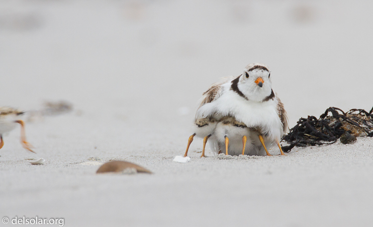 Canon EOS 7D  --  500 mm  --  EF500mm f/4L IS USM  