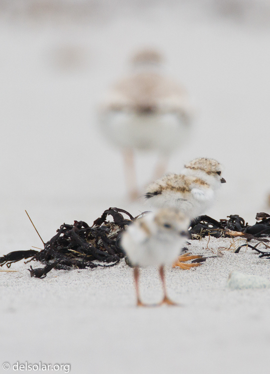 Canon EOS 7D  --  500 mm  --  EF500mm f/4L IS USM  