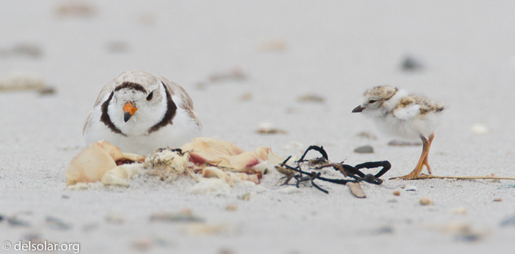 Canon EOS 7D  --  500 mm  --  EF500mm f/4L IS USM  