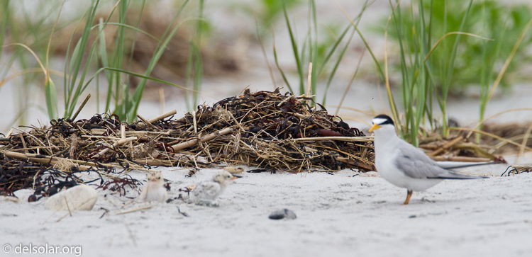 Canon EOS 7D  --  500 mm  --  EF500mm f/4L IS USM  