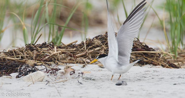 Canon EOS 7D  --  500 mm  --  EF500mm f/4L IS USM  