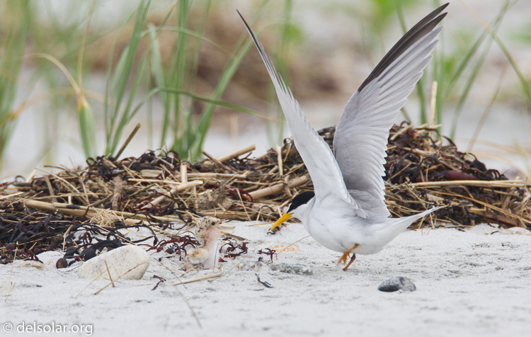 Canon EOS 7D  --  500 mm  --  EF500mm f/4L IS USM  