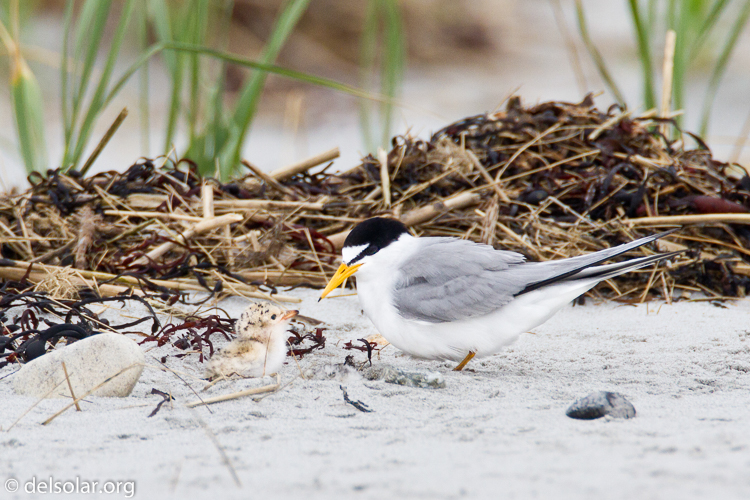 Canon EOS 7D  --  500 mm  --  EF500mm f/4L IS USM  