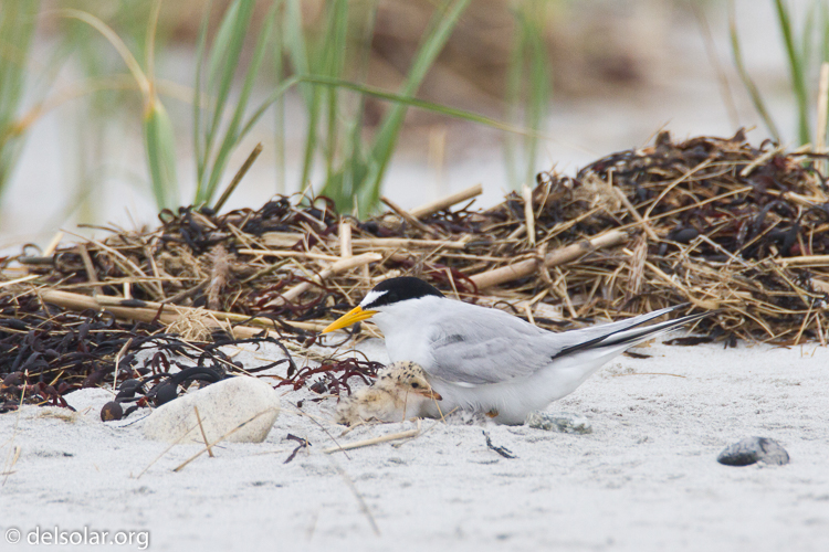 Canon EOS 7D  --  500 mm  --  EF500mm f/4L IS USM  