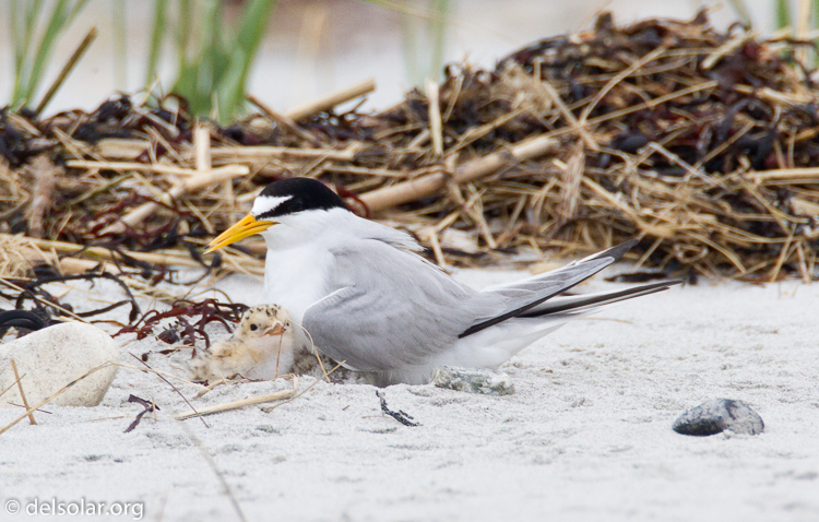 Canon EOS 7D  --  500 mm  --  EF500mm f/4L IS USM  