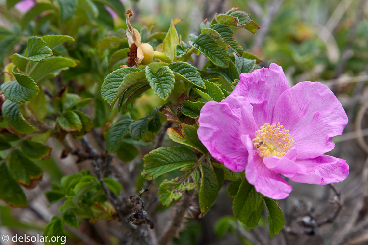 Canon EOS 5D Mark II  --  105 mm  --  EF24-105mm f/4L IS USM  