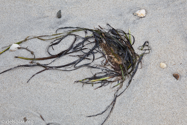 Canon EOS 5D Mark II  --  70 mm  --  EF24-105mm f/4L IS USM  