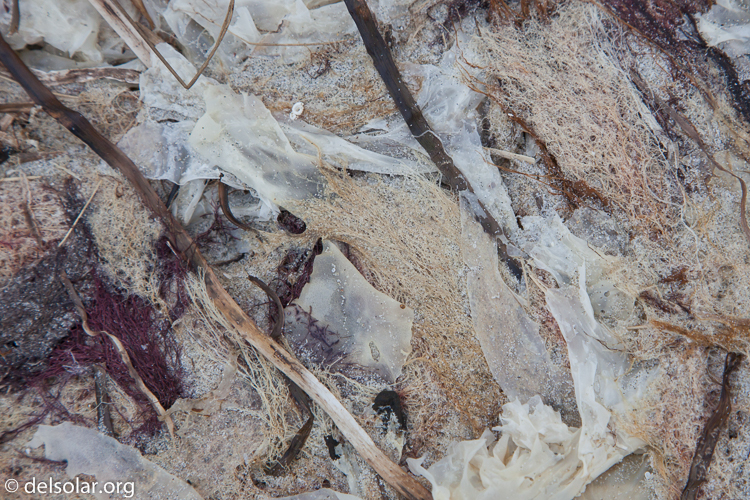 Canon EOS 5D Mark II  --  105 mm  --  EF24-105mm f/4L IS USM  