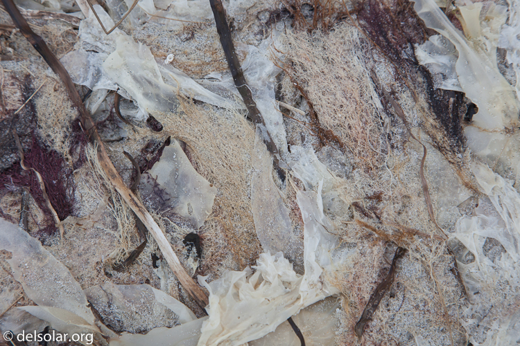 Canon EOS 5D Mark II  --  105 mm  --  EF24-105mm f/4L IS USM  