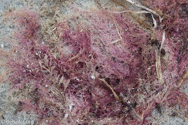 Canon EOS 5D Mark II  --  55 mm  --  EF24-105mm f/4L IS USM  