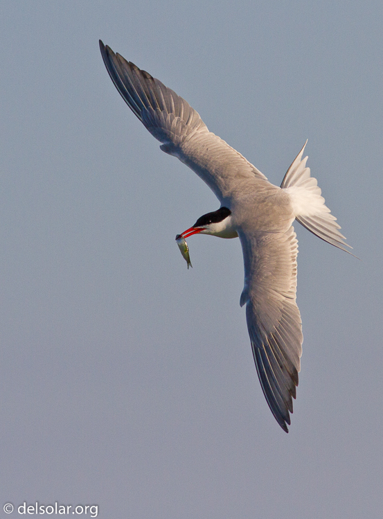 Canon EOS 7D  --  400 mm  --  EF400mm f/5.6L USM  