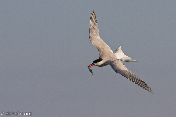 Canon EOS 7D  --  400 mm  --  EF400mm f/5.6L USM  