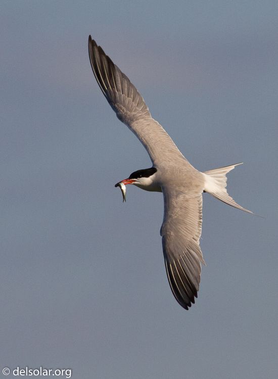 Canon EOS 7D  --  400 mm  --  EF400mm f/5.6L USM  