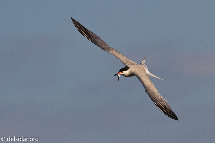 Canon EOS 7D  --  400 mm  --  EF400mm f/5.6L USM  