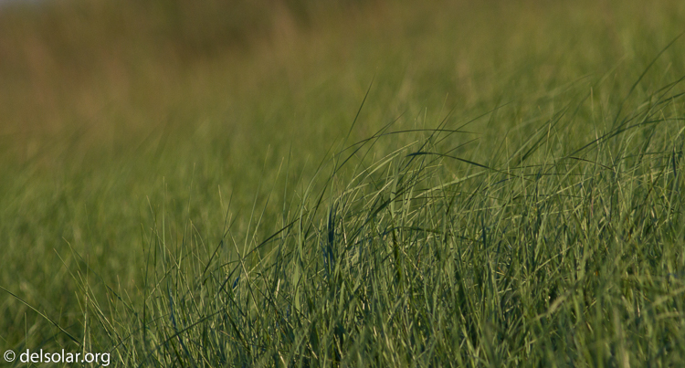 Canon EOS 7D  --  400 mm  --  EF400mm f/5.6L USM  