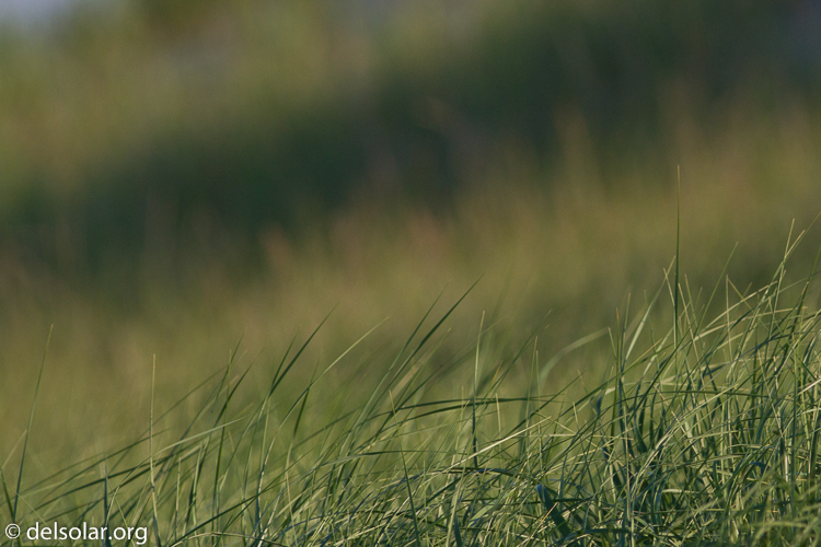 Canon EOS 7D  --  400 mm  --  EF400mm f/5.6L USM  