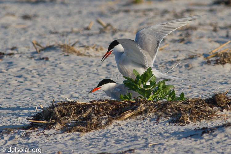 Canon EOS 7D  --  400 mm  --  EF400mm f/5.6L USM  