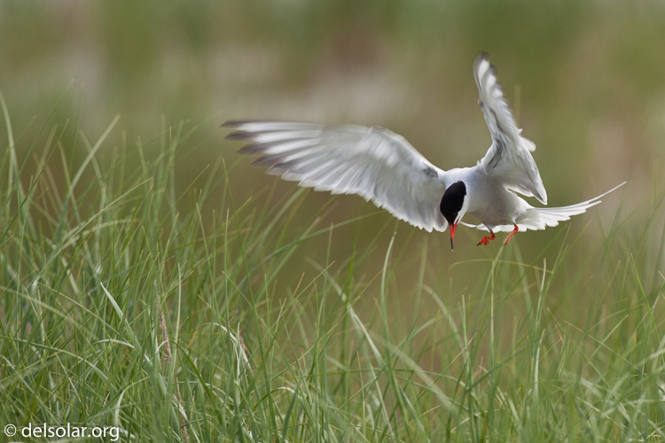 Canon EOS 5D Mark II  --  500 mm  --  EF500mm f/4L IS USM  