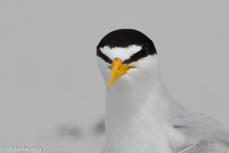 Canon EOS 7D  --  500 mm  --  EF500mm f/4L IS USM  