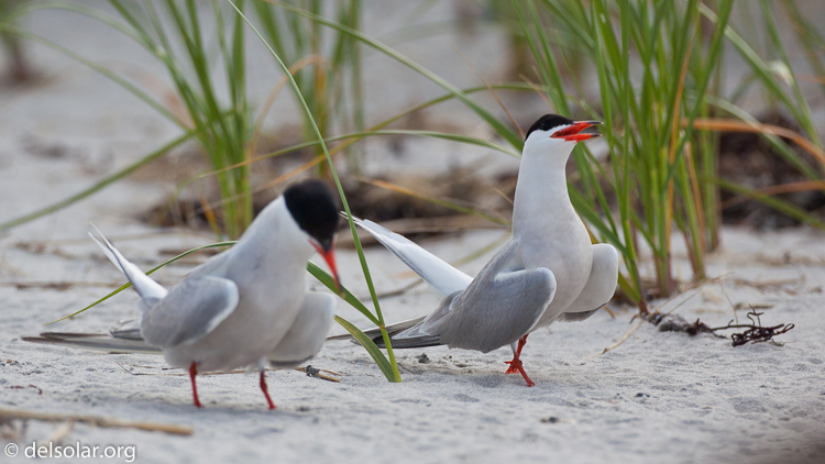 Canon EOS 5D Mark II  --  500 mm  --  EF500mm f/4L IS USM  