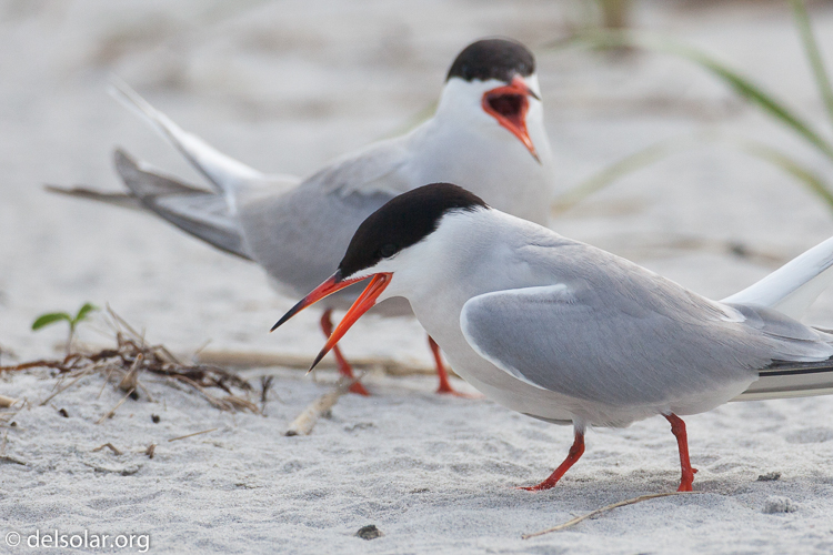 Canon EOS 5D Mark II  --  500 mm  --  EF500mm f/4L IS USM  