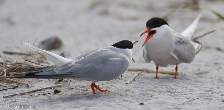 Canon EOS 5D Mark II  --  500 mm  --  EF500mm f/4L IS USM  