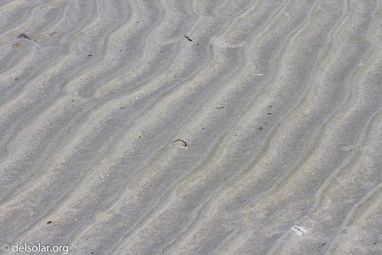 Canon EOS 7D  --  100 mm  --  EF100mm f/2.8 Macro USM  