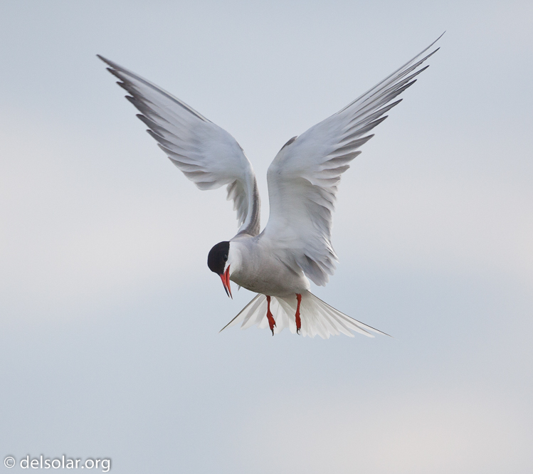 Canon EOS 5D Mark II  --  500 mm  --  EF500mm f/4L IS USM  