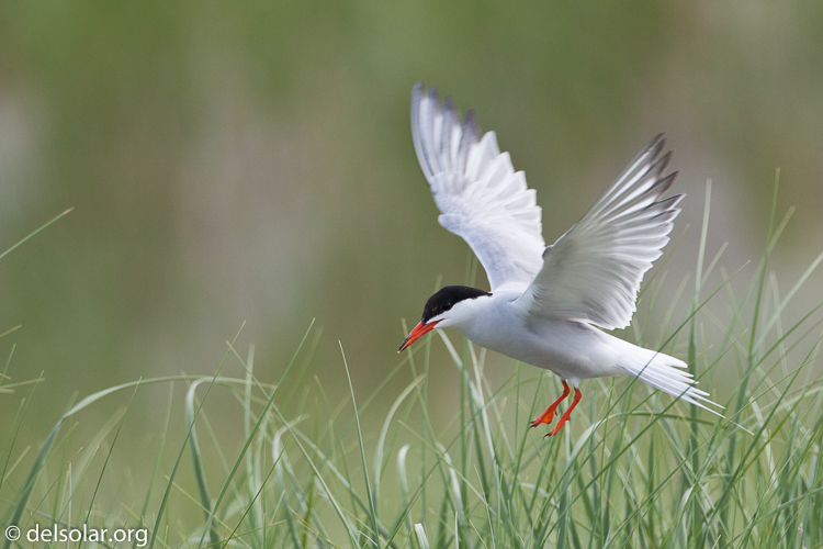 Canon EOS 5D Mark II  --  500 mm  --  EF500mm f/4L IS USM  