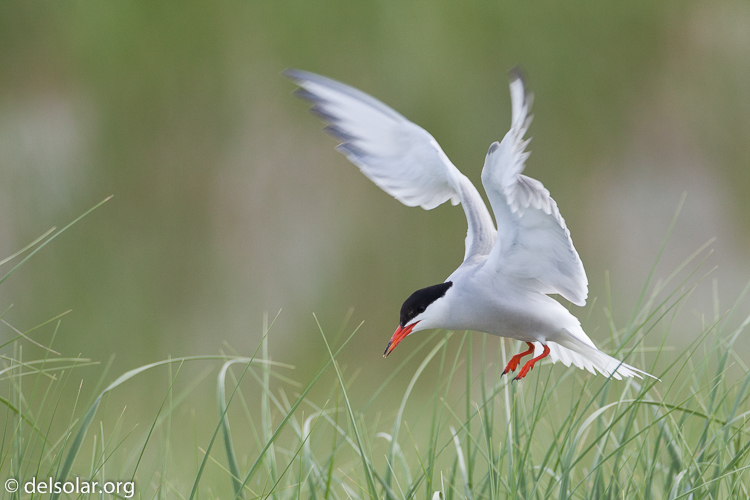 Canon EOS 5D Mark II  --  500 mm  --  EF500mm f/4L IS USM  