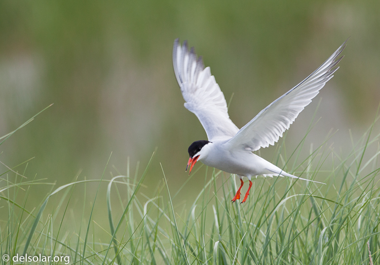 Canon EOS 5D Mark II  --  500 mm  --  EF500mm f/4L IS USM  