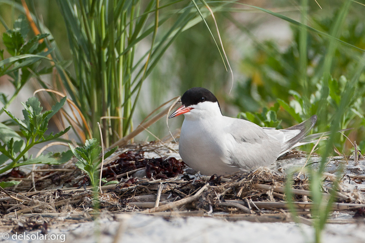 Canon EOS 5D Mark II  --  500 mm  --  EF500mm f/4L IS USM  