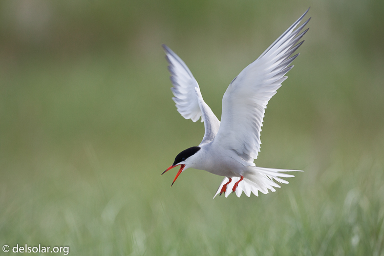 Canon EOS 5D Mark II  --  500 mm  --  EF500mm f/4L IS USM  