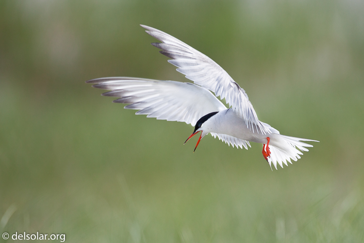 Canon EOS 5D Mark II  --  500 mm  --  EF500mm f/4L IS USM  